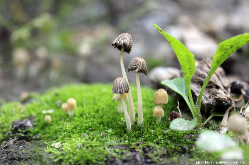 Царство грибов, мхов и лишайников - прямо в нашем дворе (фото 6)