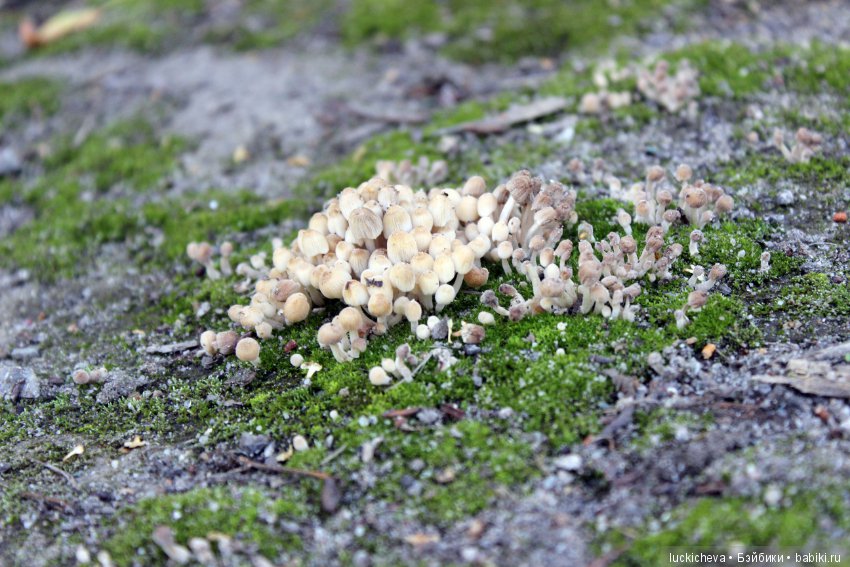 Царство грибов, мхов и лишайников - прямо в нашем дворе (фото 9)
