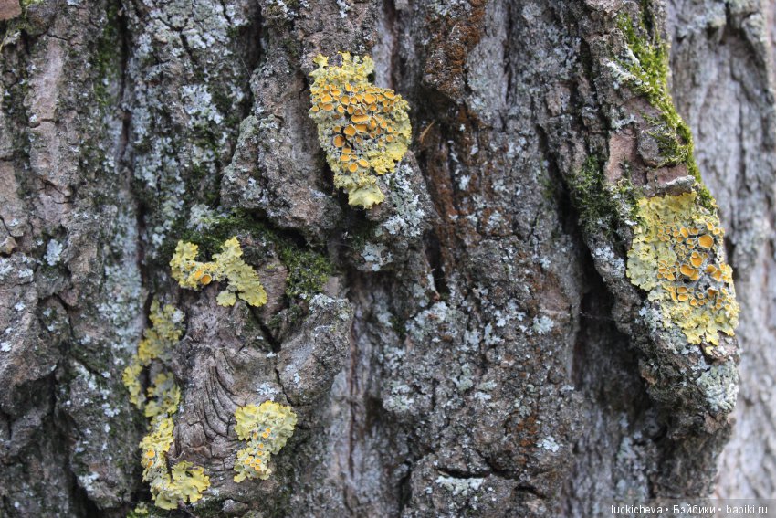 Царство грибов, мхов и лишайников - прямо в нашем дворе