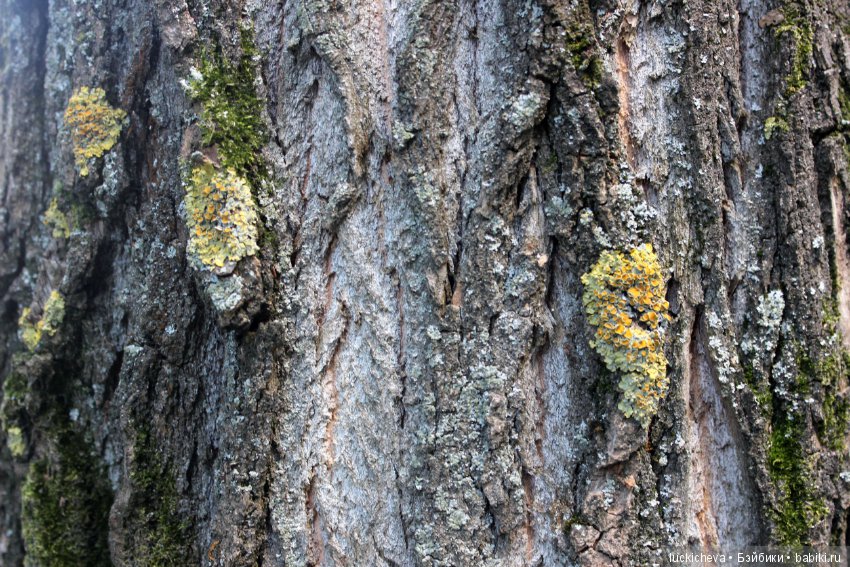 Царство грибов, мхов и лишайников - прямо в нашем дворе