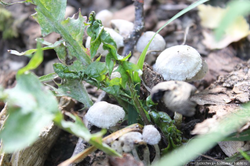 Царство грибов, мхов и лишайников - прямо в нашем дворе