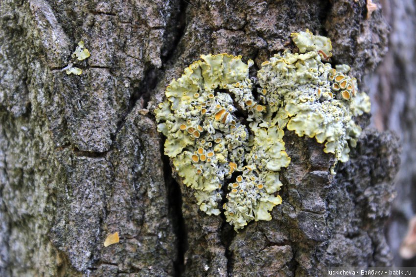 Царство грибов, мхов и лишайников - прямо в нашем дворе