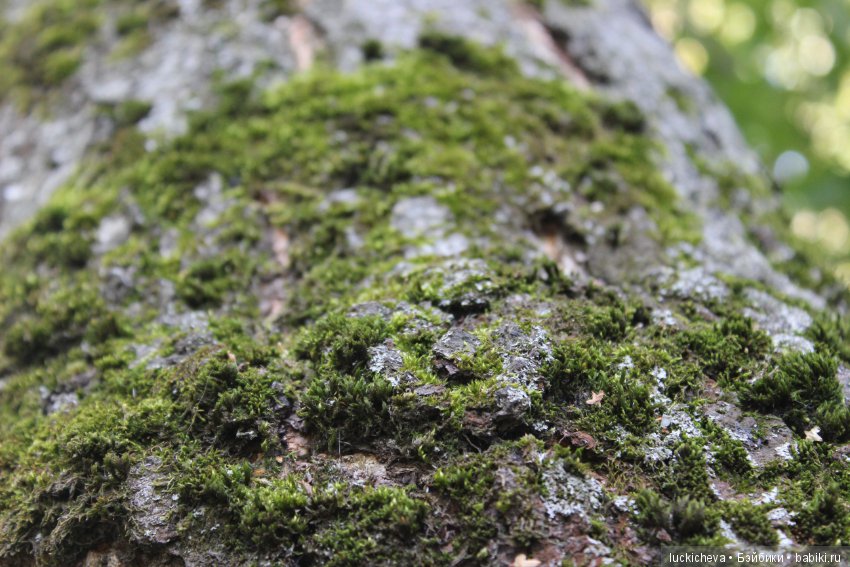 Царство грибов, мхов и лишайников - прямо в нашем дворе