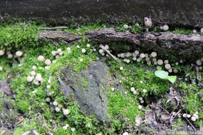 Царство грибов, мхов и лишайников - прямо в нашем дворе