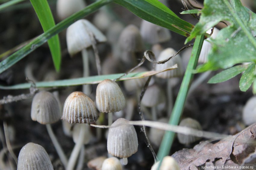 Царство грибов, мхов и лишайников - прямо в нашем дворе