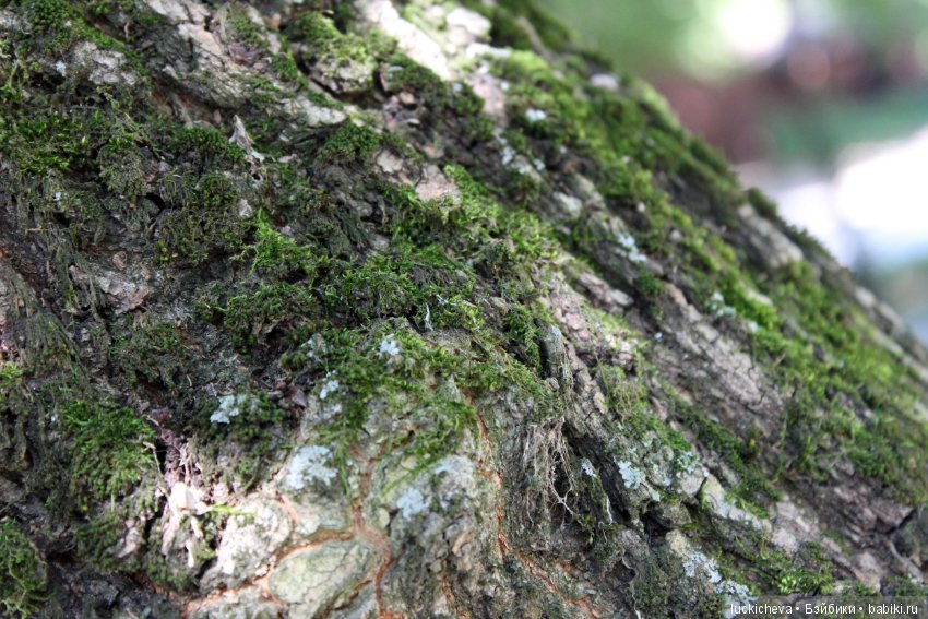 Царство грибов, мхов и лишайников - прямо в нашем дворе