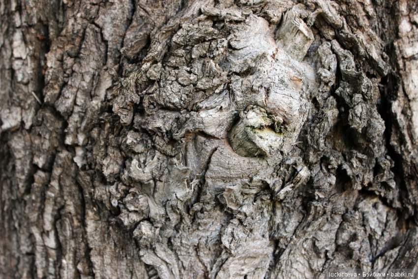 Царство грибов, мхов и лишайников - прямо в нашем дворе