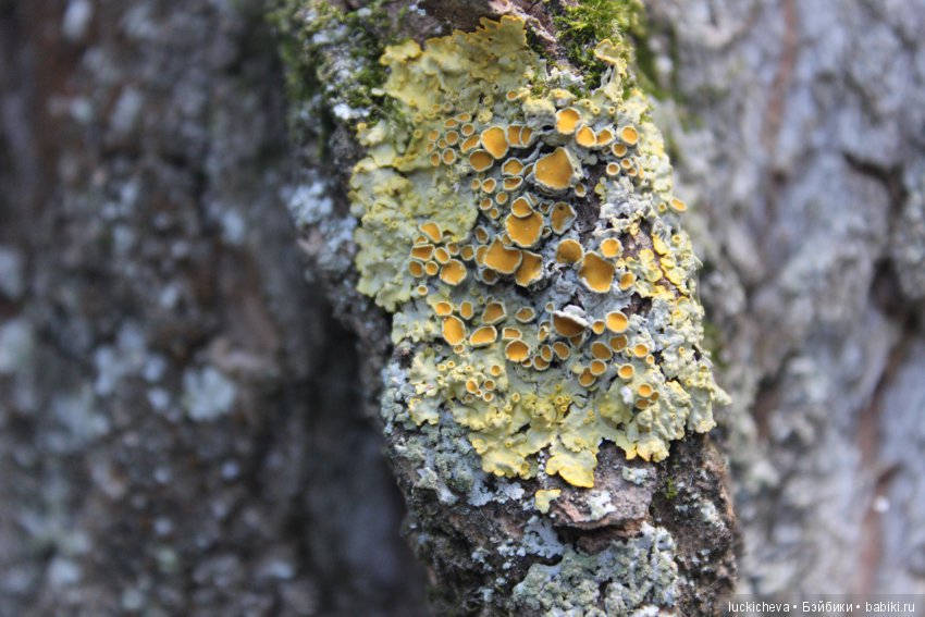 Царство грибов, мхов и лишайников - прямо в нашем дворе