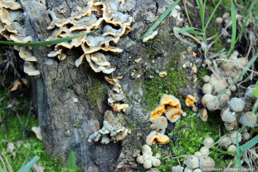 Царство грибов, мхов и лишайников - прямо в нашем дворе