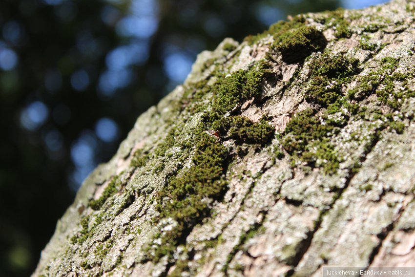 Царство грибов, мхов и лишайников - прямо в нашем дворе