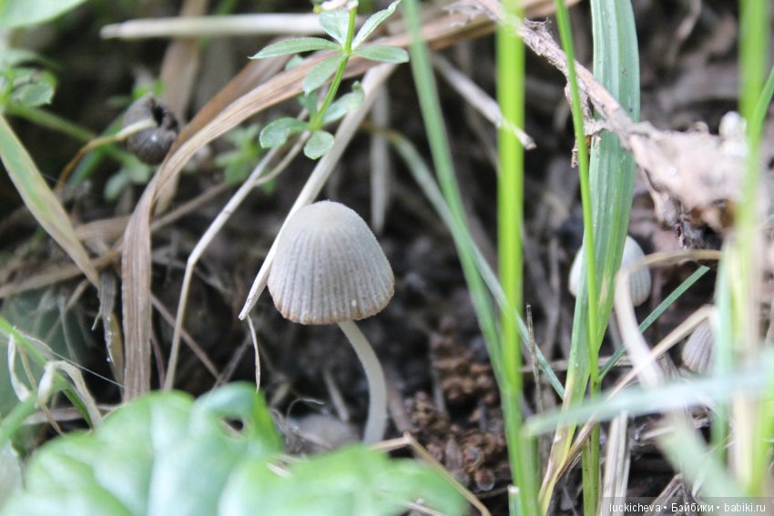 Царство грибов, мхов и лишайников - прямо в нашем дворе