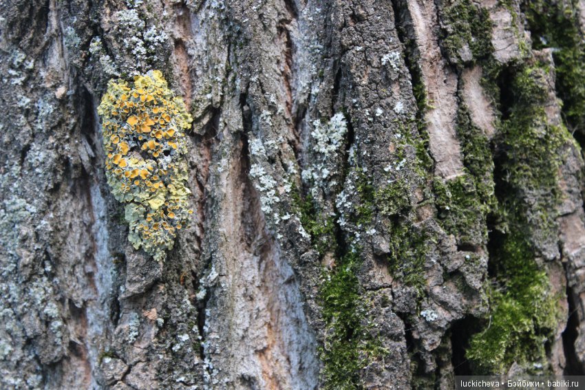 Царство грибов, мхов и лишайников - прямо в нашем дворе