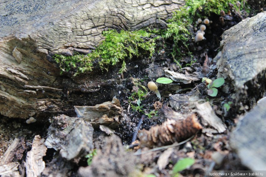 Царство грибов, мхов и лишайников - прямо в нашем дворе