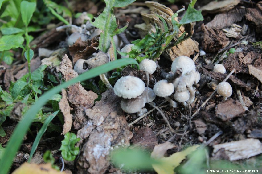 Царство грибов, мхов и лишайников - прямо в нашем дворе