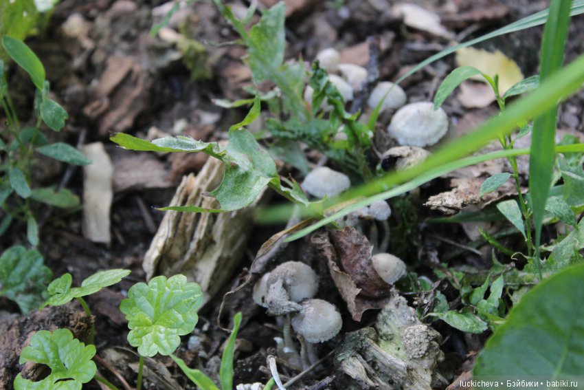 Царство грибов, мхов и лишайников - прямо в нашем дворе
