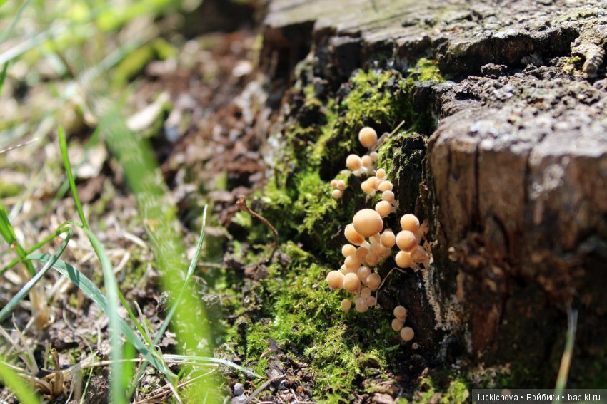 Царство грибов, мхов и лишайников - прямо в нашем дворе