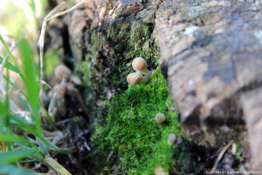 Царство грибов, мхов и лишайников - прямо в нашем дворе