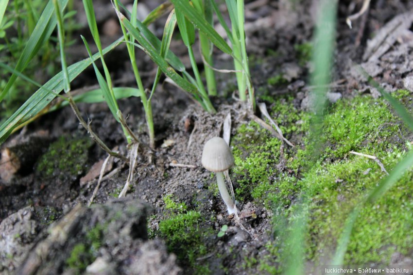 Царство грибов, мхов и лишайников - прямо в нашем дворе