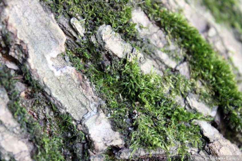 Царство грибов, мхов и лишайников - прямо в нашем дворе