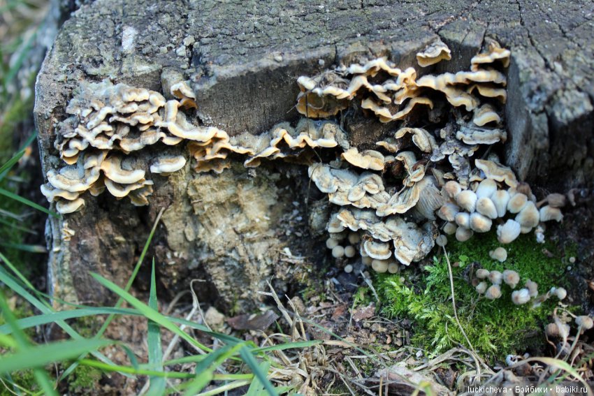 Царство грибов, мхов и лишайников - прямо в нашем дворе
