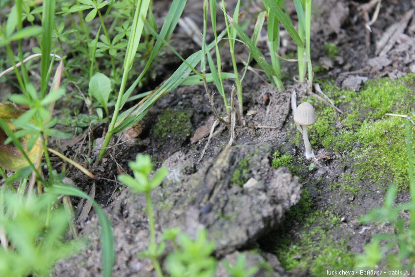 Царство грибов, мхов и лишайников - прямо в нашем дворе