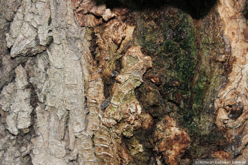 Царство грибов, мхов и лишайников - прямо в нашем дворе