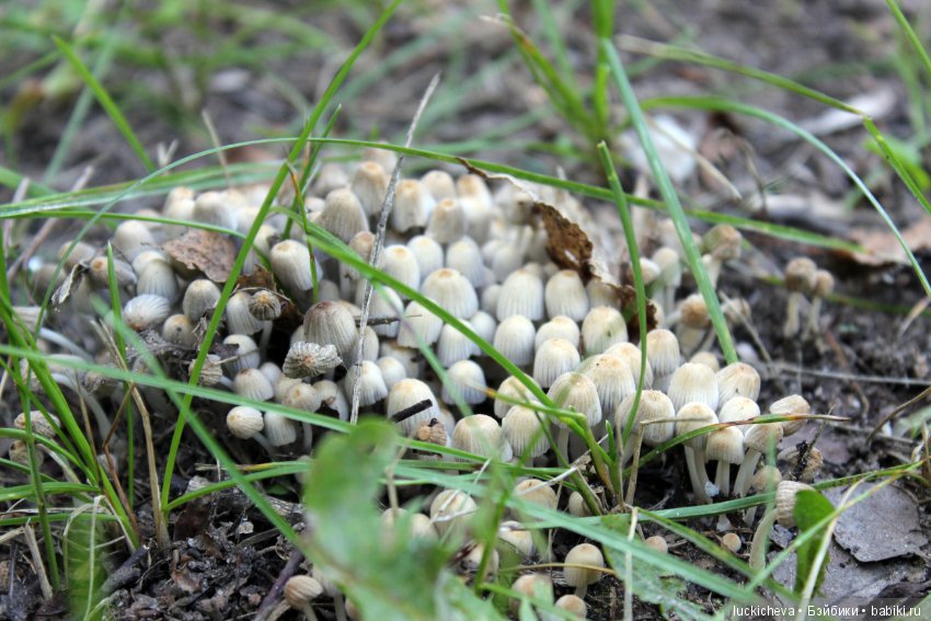 Царство грибов, мхов и лишайников - прямо в нашем дворе