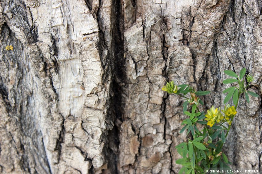 Царство грибов, мхов и лишайников - прямо в нашем дворе