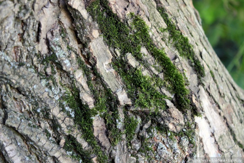 Царство грибов, мхов и лишайников - прямо в нашем дворе
