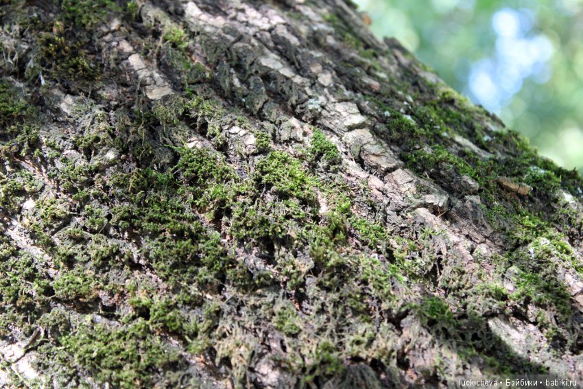 Царство грибов, мхов и лишайников - прямо в нашем дворе