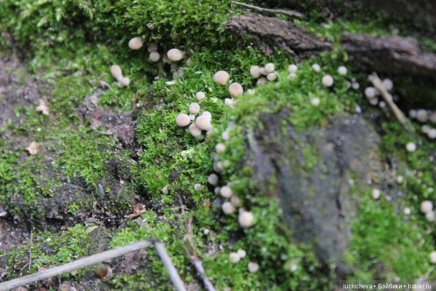 Царство грибов, мхов и лишайников - прямо в нашем дворе