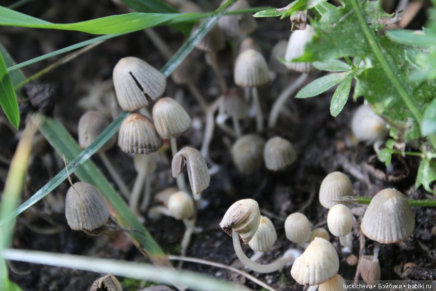Царство грибов, мхов и лишайников - прямо в нашем дворе