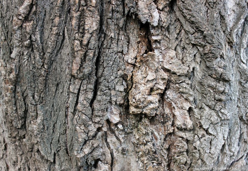 Царство грибов, мхов и лишайников - прямо в нашем дворе