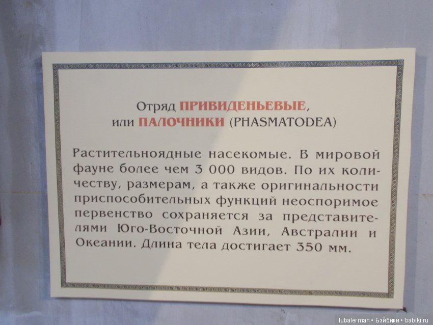 В Аптекарском Огороде — Куклы Simba: Еви (Evi) и Штеффи (Steffi Love) (фото 4)