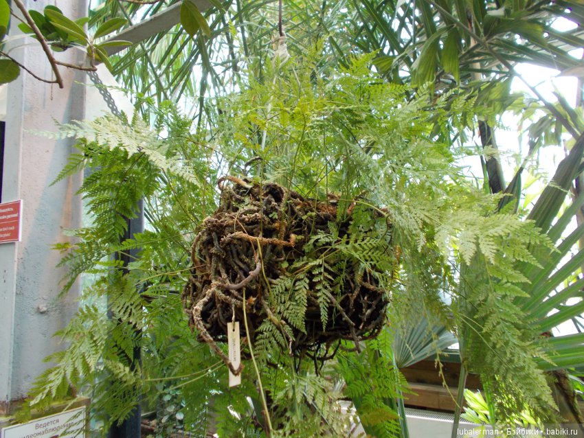 В Аптекарском Огороде — Куклы Simba: Еви (Evi) и Штеффи (Steffi Love)