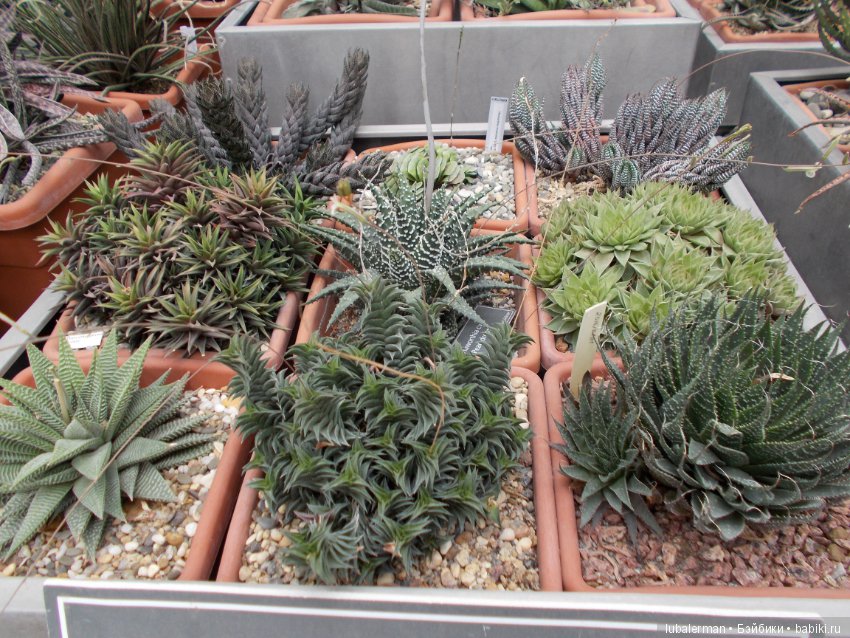 В Аптекарском Огороде — Куклы Simba: Еви (Evi) и Штеффи (Steffi Love)