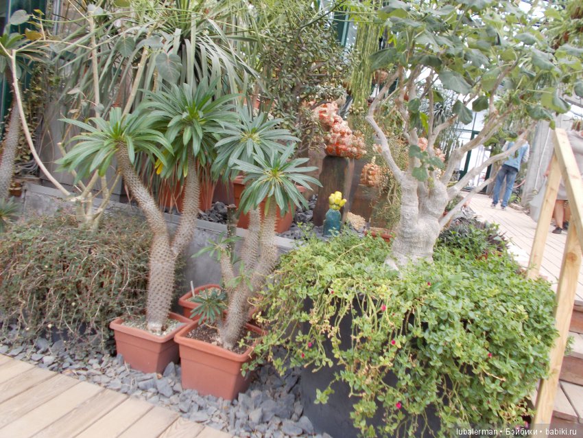 В Аптекарском Огороде — Куклы Simba: Еви (Evi) и Штеффи (Steffi Love)