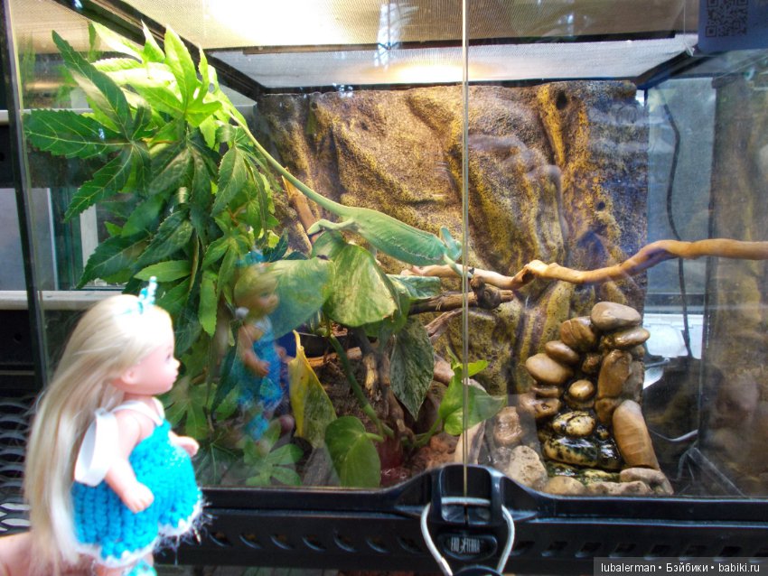 В Аптекарском Огороде — Куклы Simba: Еви (Evi) и Штеффи (Steffi Love) (фото 5)