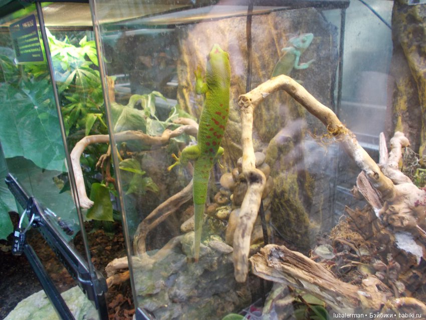 В Аптекарском Огороде — Куклы Simba: Еви (Evi) и Штеффи (Steffi Love) (фото 9)