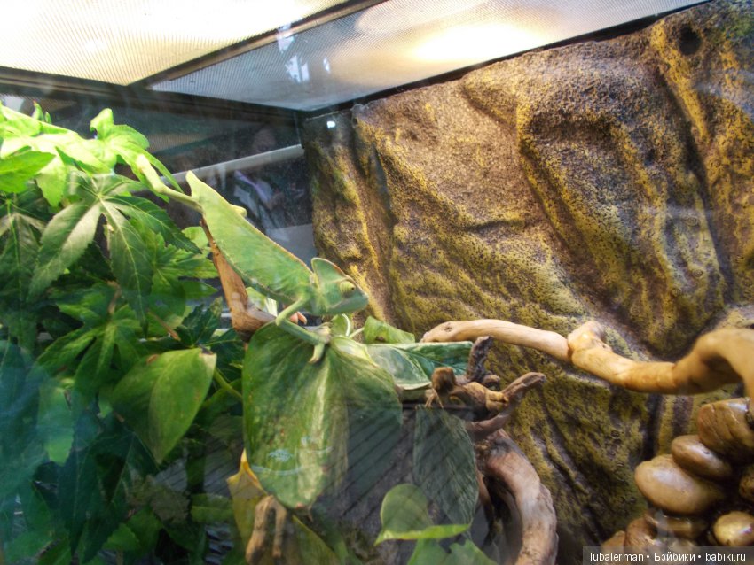 В Аптекарском Огороде — Куклы Simba: Еви (Evi) и Штеффи (Steffi Love) (фото 8)