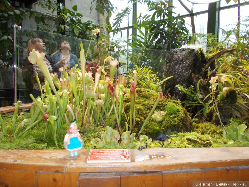 В Аптекарском Огороде — Куклы Simba: Еви (Evi) и Штеффи (Steffi Love)