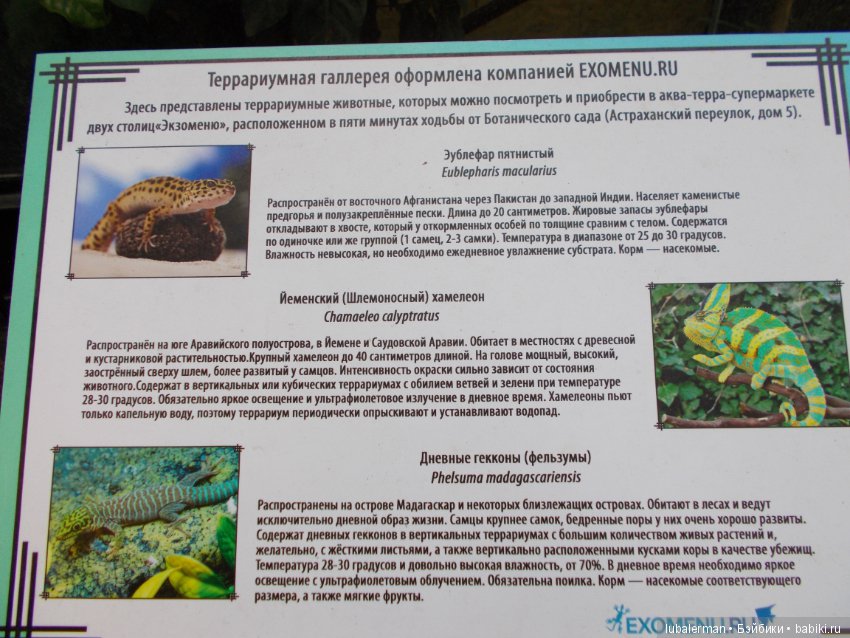 В Аптекарском Огороде — Куклы Simba: Еви (Evi) и Штеффи (Steffi Love) (фото 6)