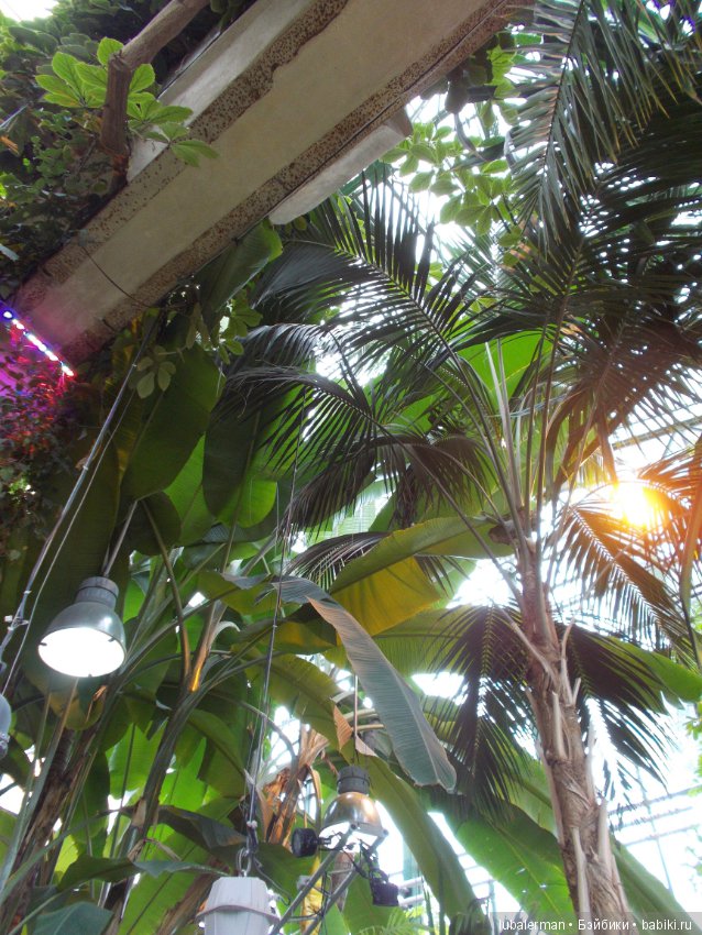 В Аптекарском Огороде — Куклы Simba: Еви (Evi) и Штеффи (Steffi Love)