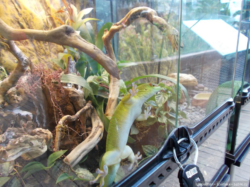 В Аптекарском Огороде — Куклы Simba: Еви (Evi) и Штеффи (Steffi Love) (фото 7)