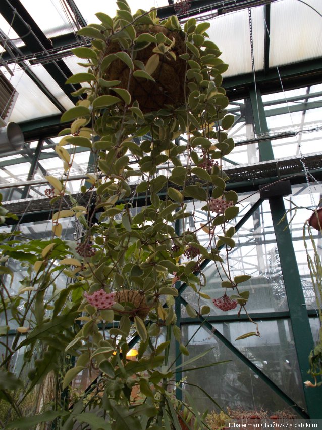 В Аптекарском Огороде — Куклы Simba: Еви (Evi) и Штеффи (Steffi Love)