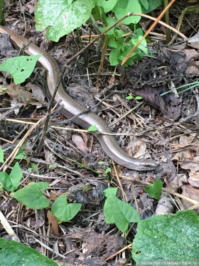 Данька искал грибы, а нашёл змею (фото 10)