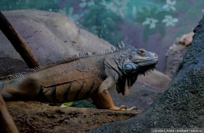 Воронежский океанариум — В мире животных: смешные фото питомцев и зверей (фото 7)