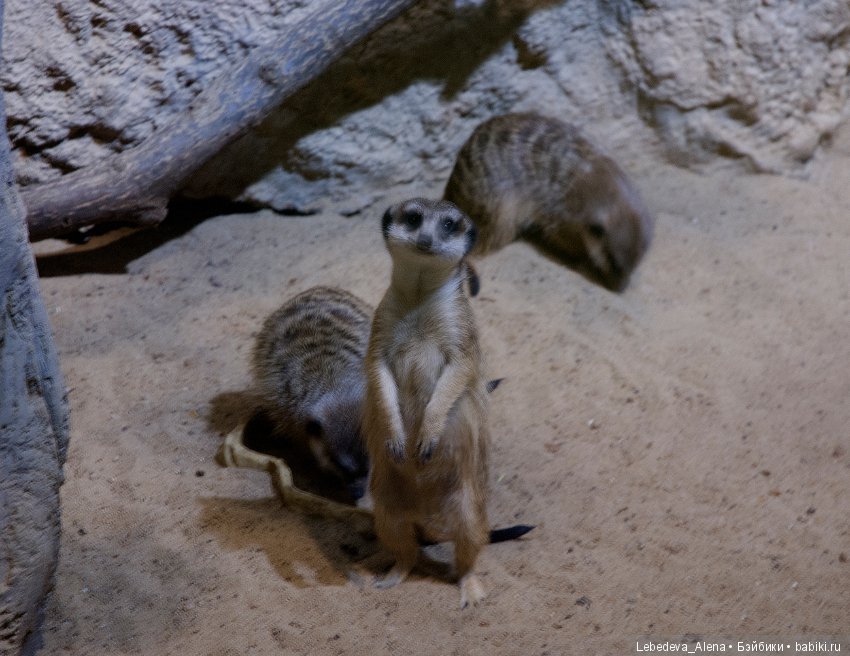 Воронежский океанариум — В мире животных: смешные фото питомцев и зверей (фото 3)