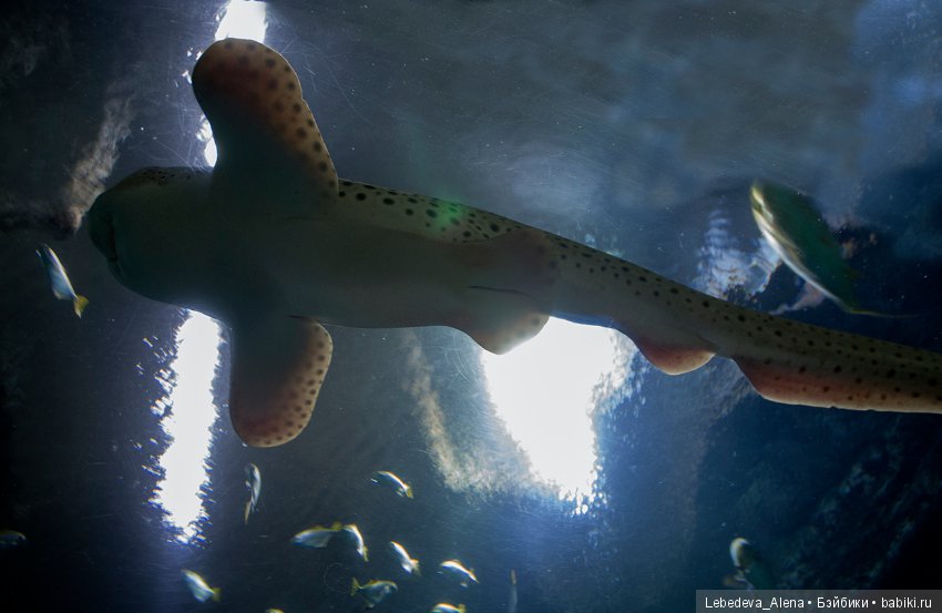 Воронежский океанариум — В мире животных: смешные фото питомцев и зверей