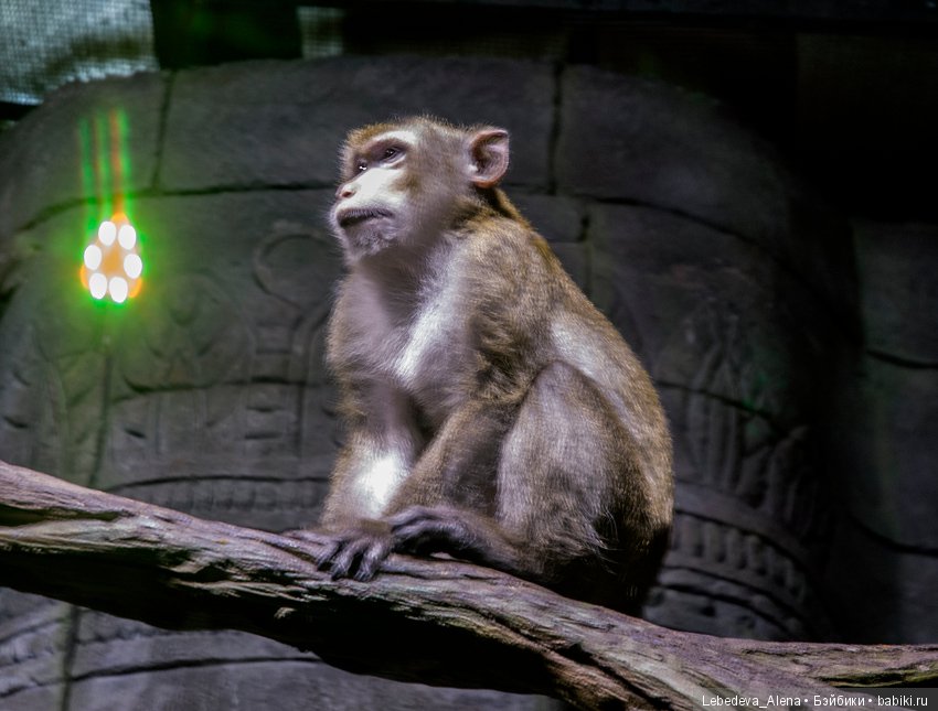 Воронежский океанариум — В мире животных: смешные фото питомцев и зверей